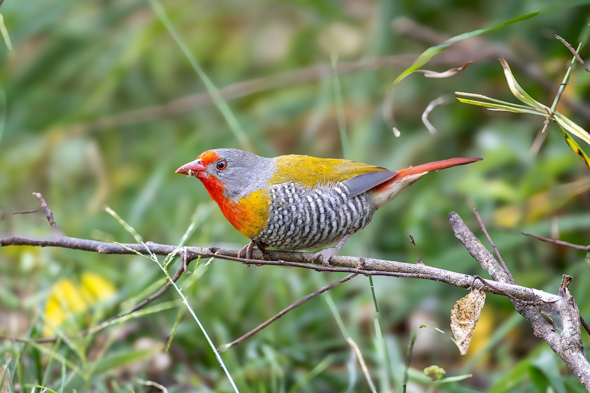 Green-winged Pytilia - ML641948863