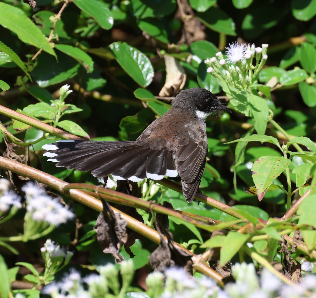 Malaysian Pied-Fantail - ML641948890