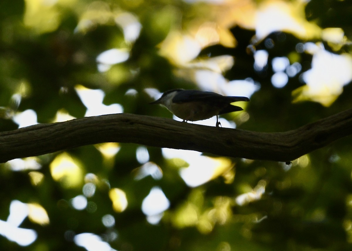 Garrapo eurasiarra - ML641948894