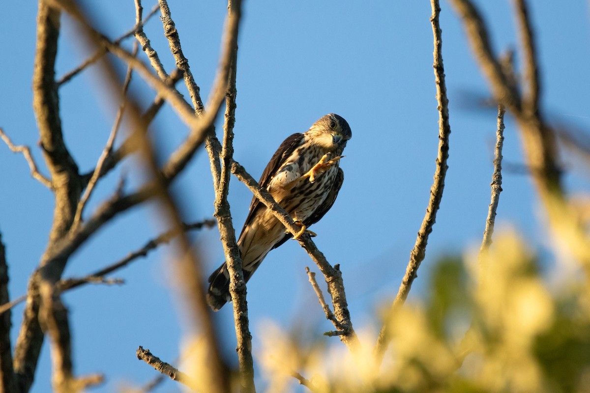 Merlin - ML641948906