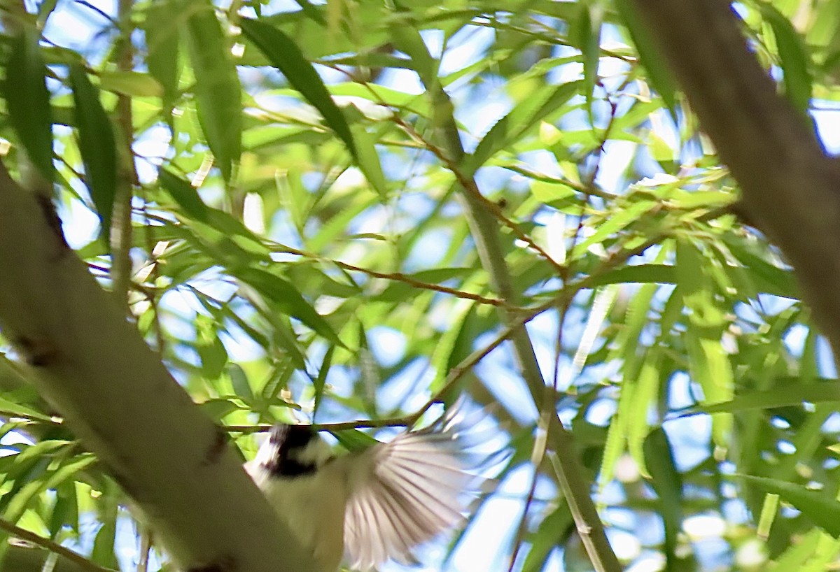 Black-capped Chickadee - ML641948907