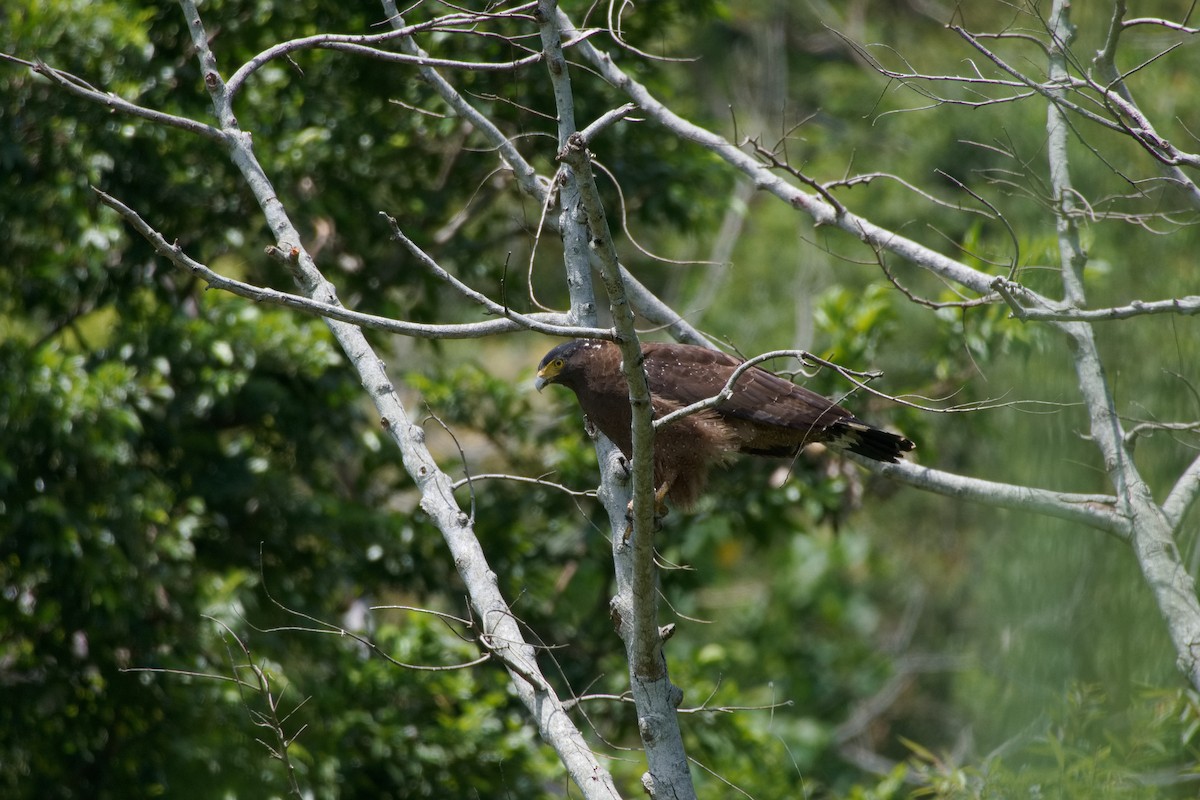 Crested Serpent-Eagle - ML641948925