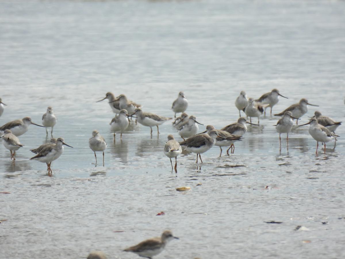 Terek Sandpiper - ML641948939