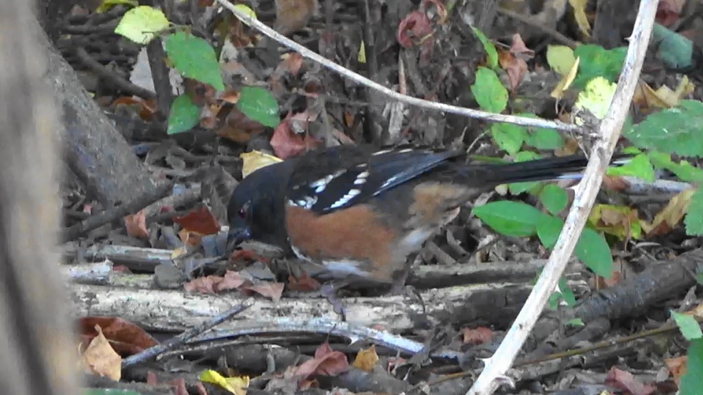 Spotted Towhee - ML641948941