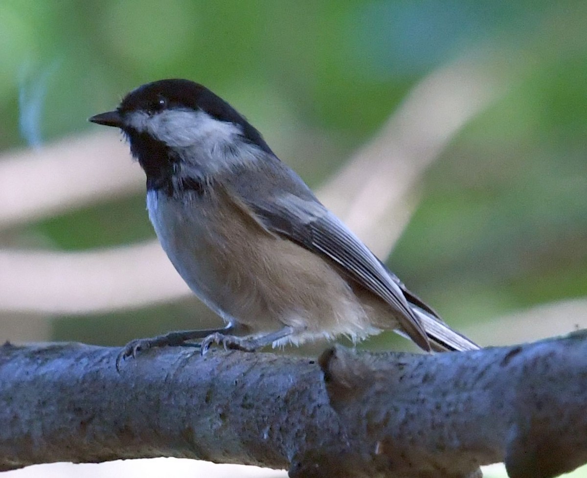 Black-capped Chickadee - ML641948952