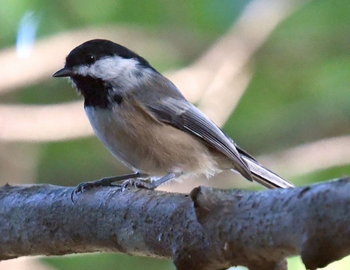 Black-capped Chickadee - ML641948953