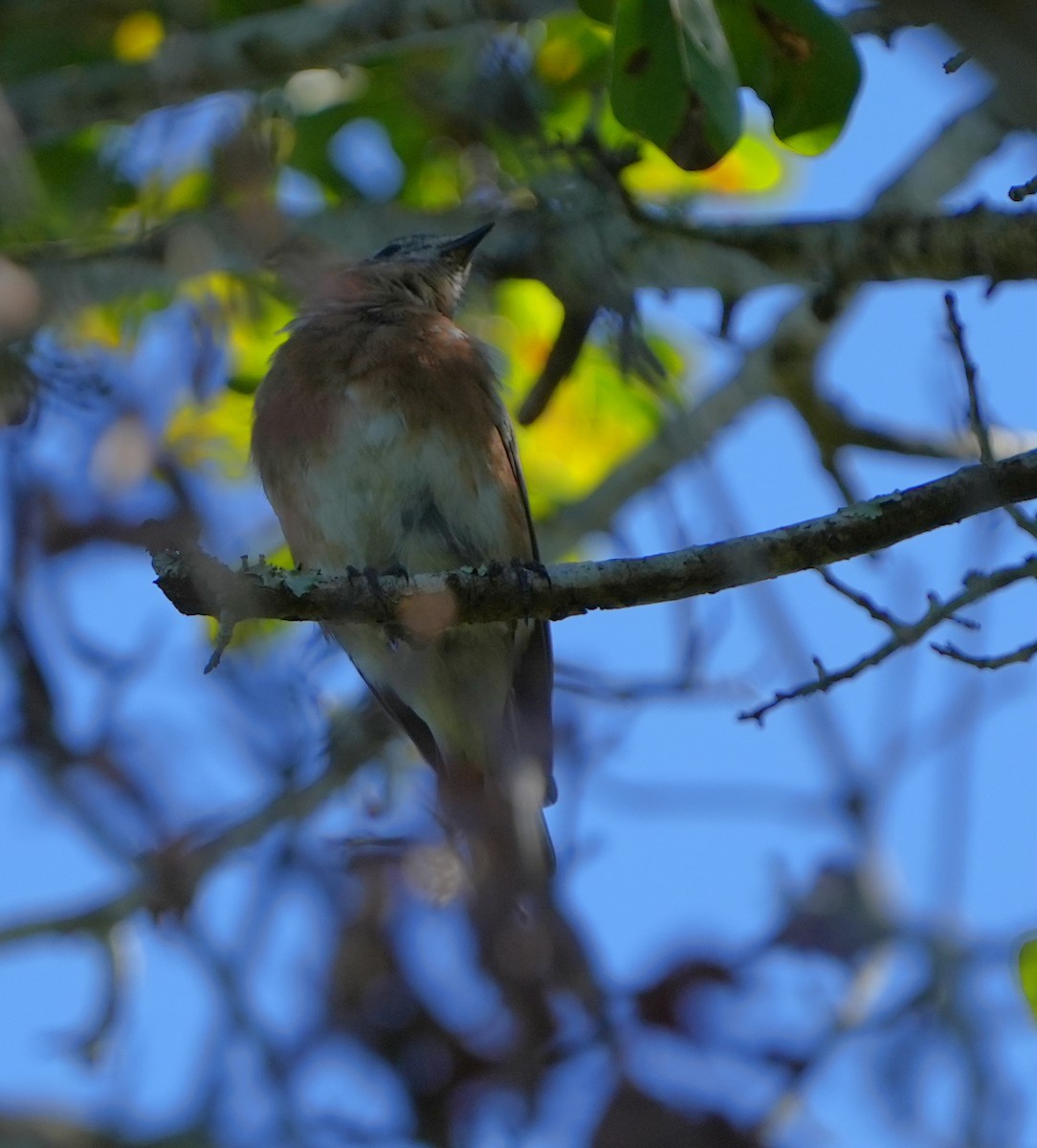 Eastern Bluebird - ML641948958