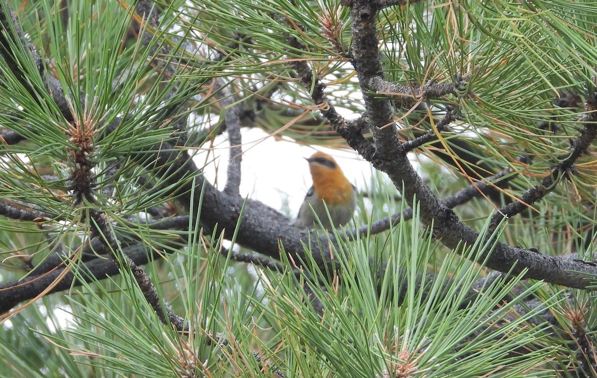 Olive Warbler - ML641948966