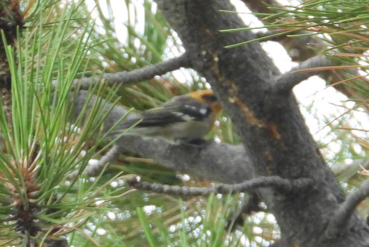 Olive Warbler - ML641948977