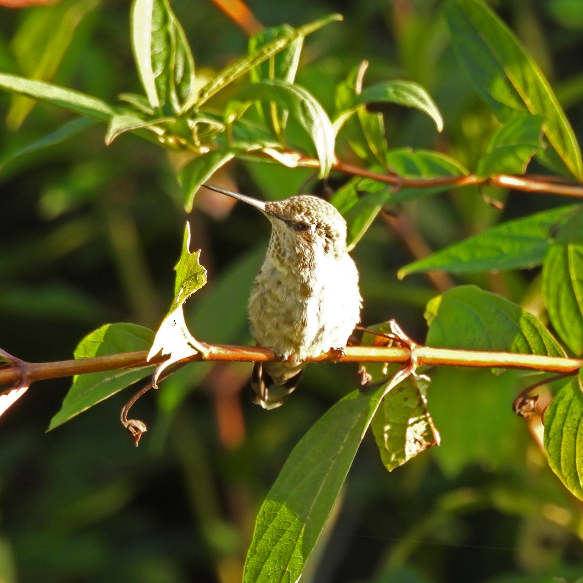 Anna's Hummingbird - ML641948978