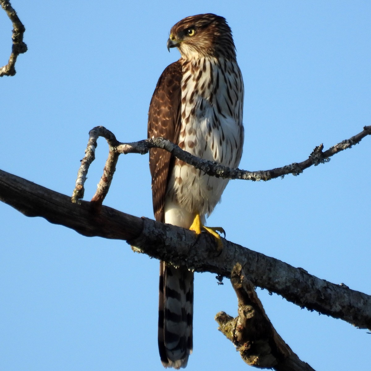 Cooper's Hawk - ML641948986