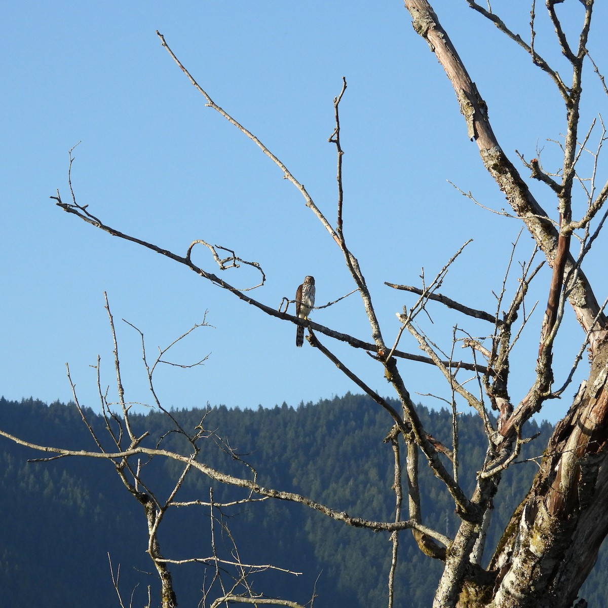 Cooper's Hawk - ML641948987