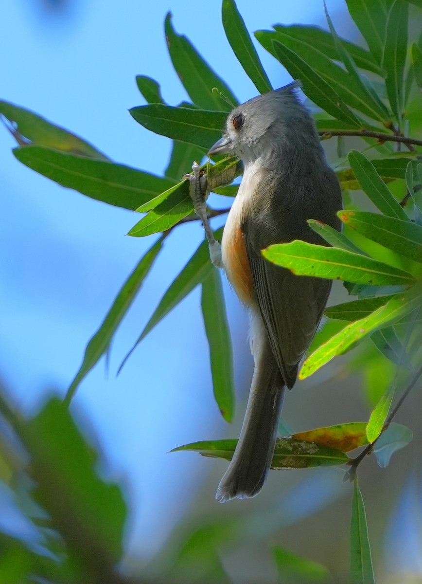 Tufted Titmouse - ML641949010