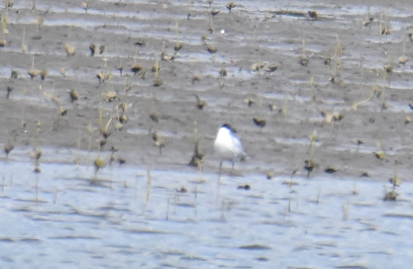 Australian Tern - ML641949019