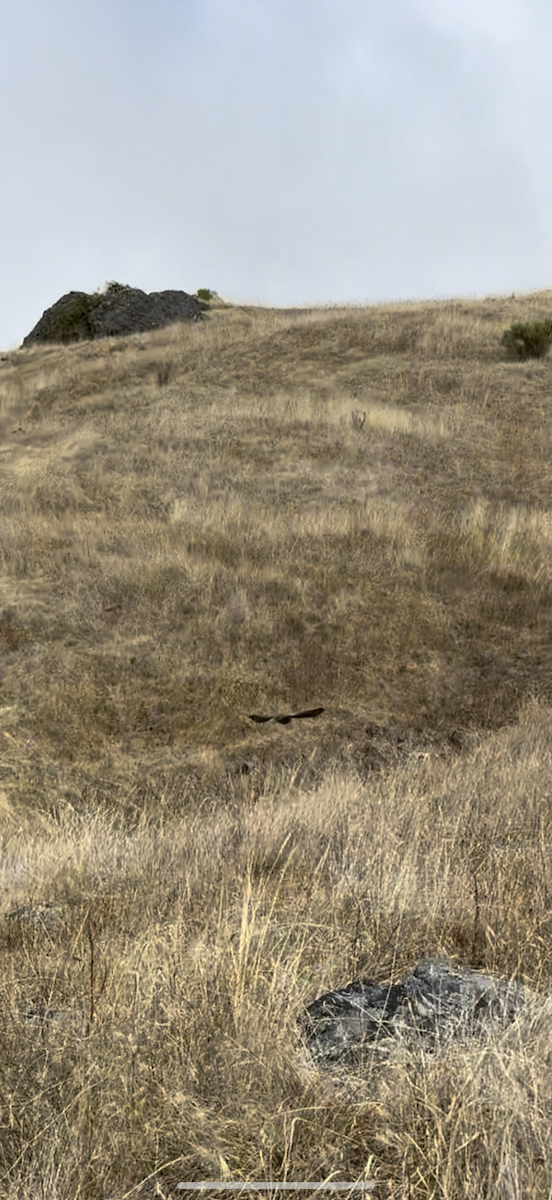 Common Poorwill - ML641949025