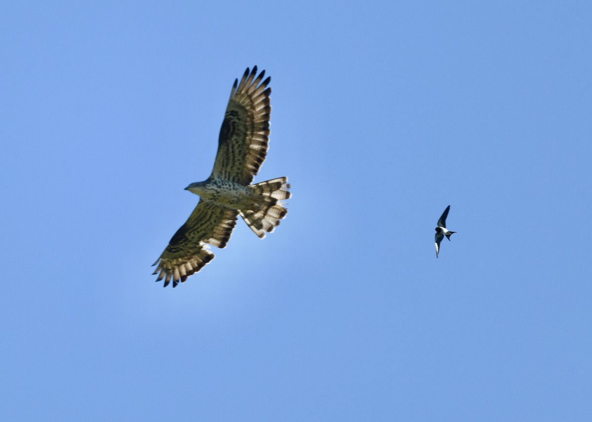 Bondrée apivore - ML641949043