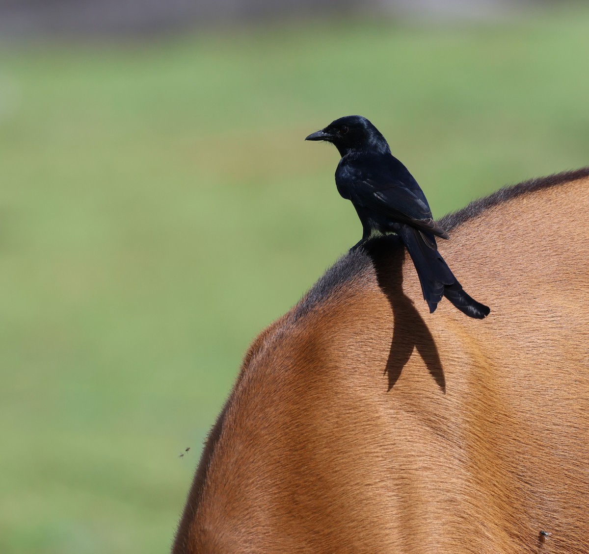 Black Drongo - ML641949047