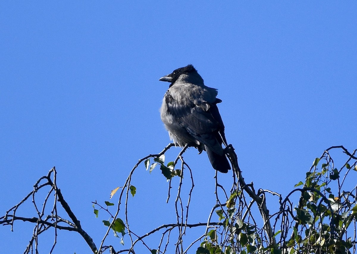 Corneille mantelée - ML641949057