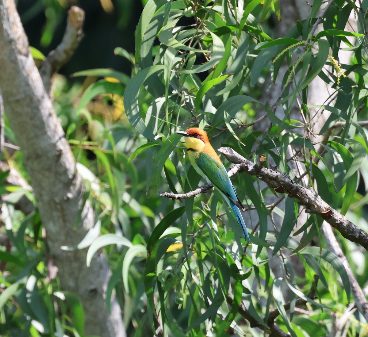 Chestnut-headed Bee-eater - ML641949072