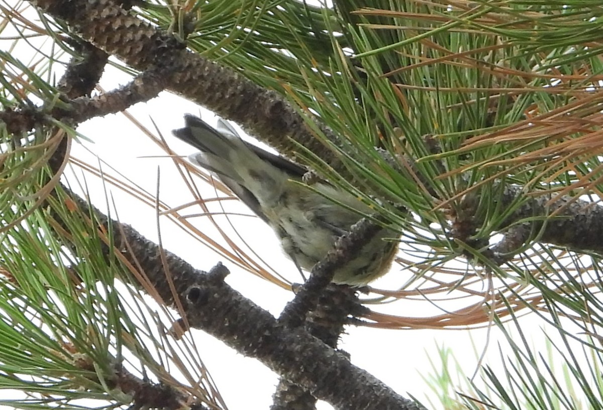 Olive Warbler - ML641949073