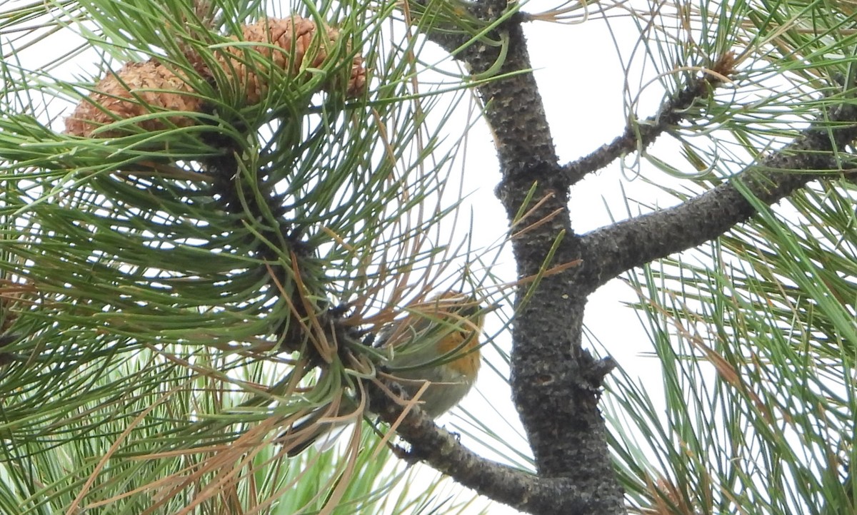 Olive Warbler - ML641949074