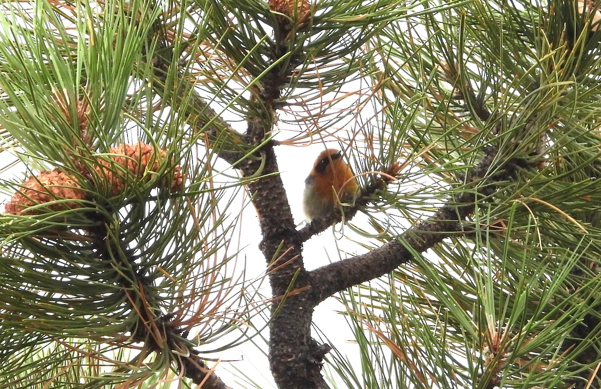 Olive Warbler - ML641949075