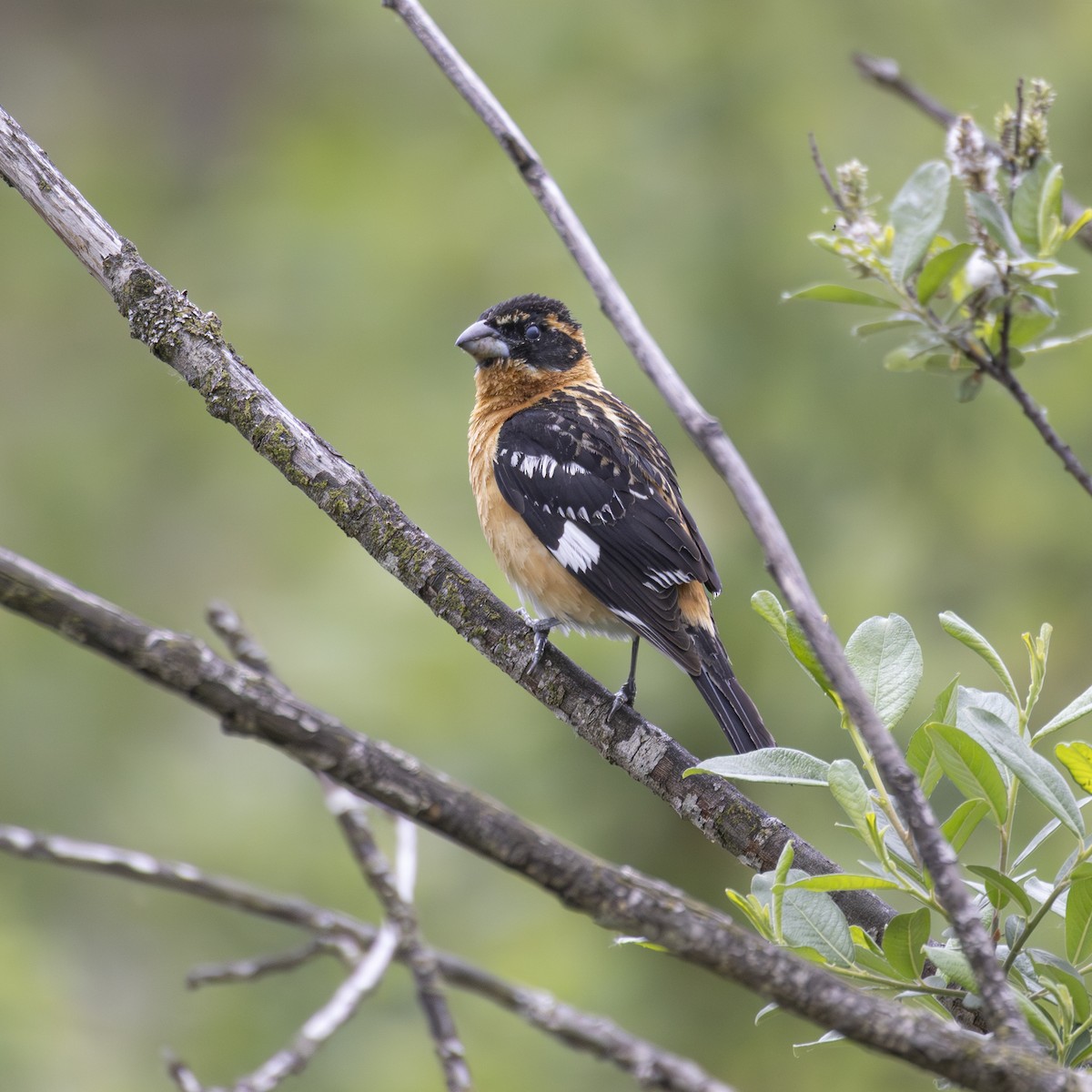 Black-headed Grosbeak - ML641949089