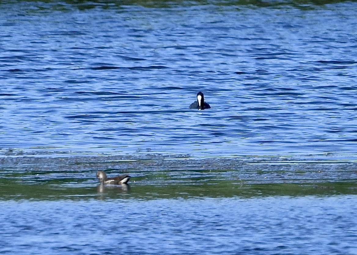 Foulque macroule - ML641949097