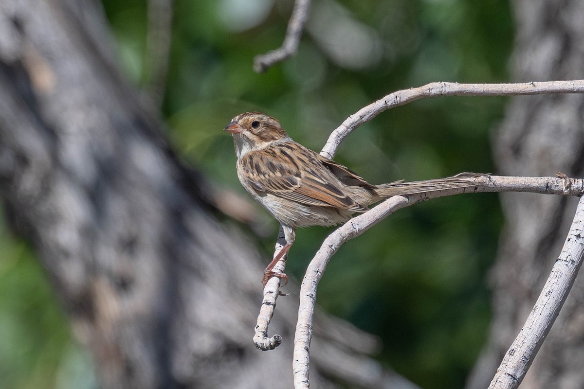 Clay-colored Sparrow - ML641949098
