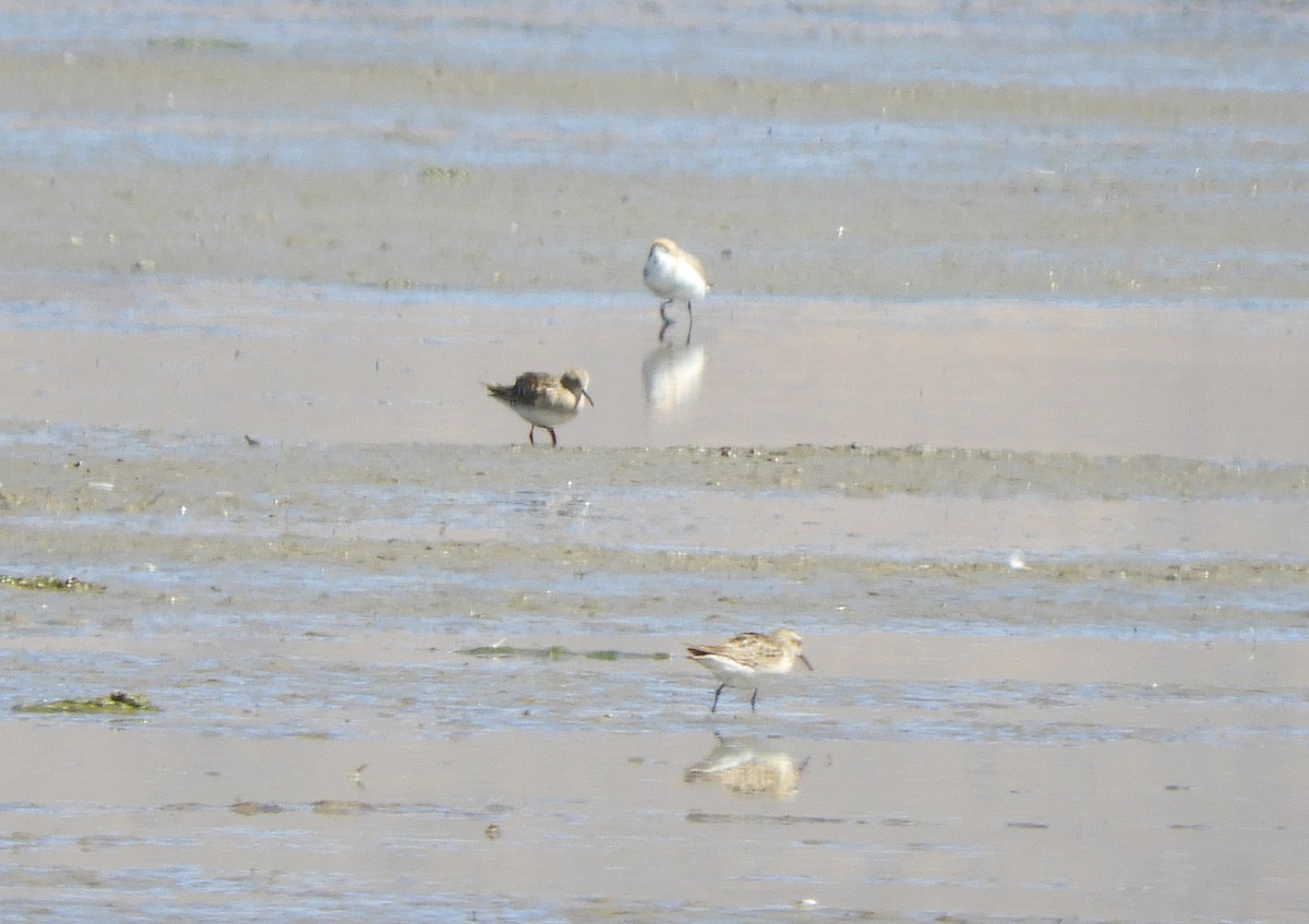 Puna Plover - ML641949101
