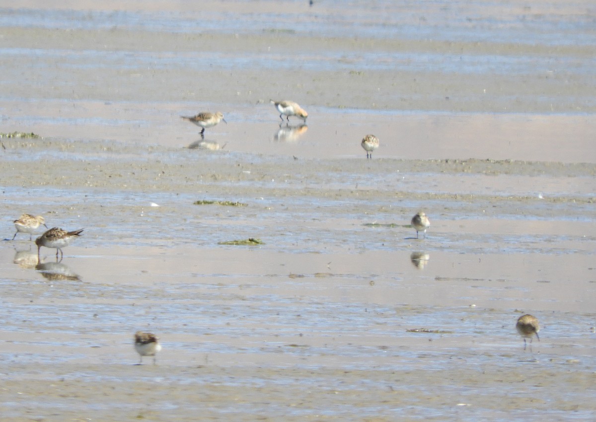 Puna Plover - ML641949102