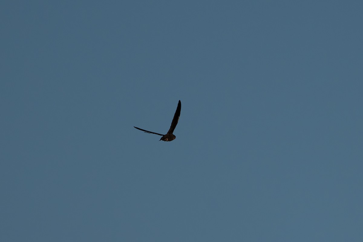 Chimney Swift - ML641949106