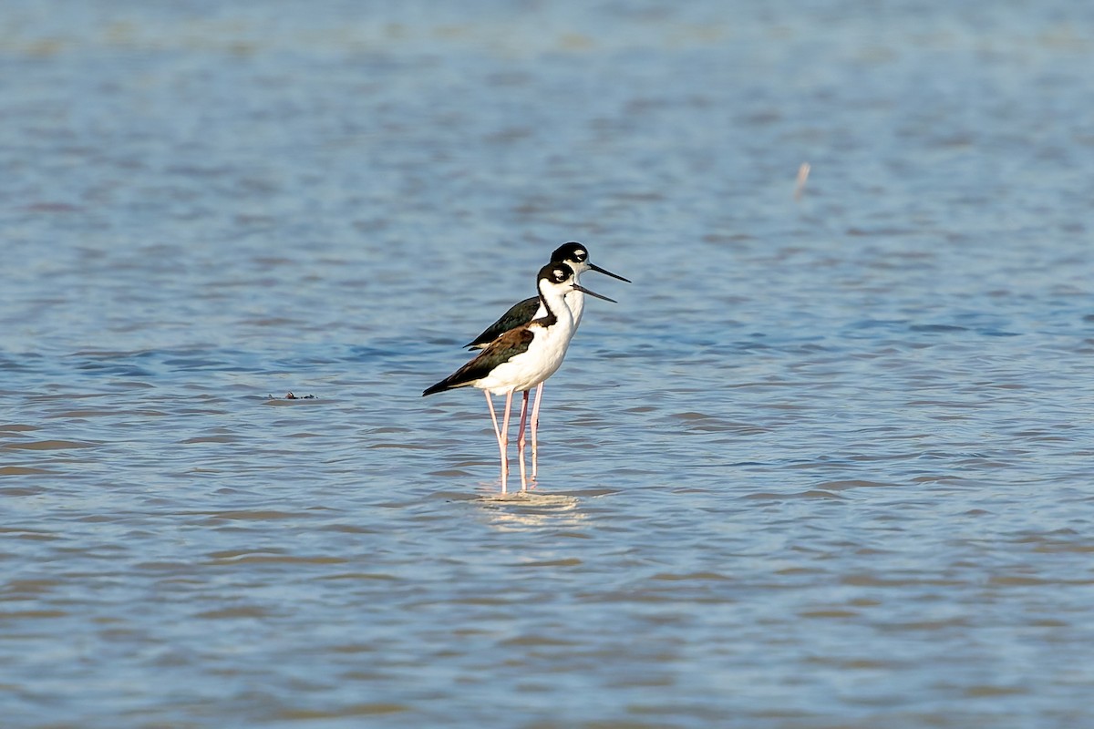 Black-necked Stilt - ML641949111