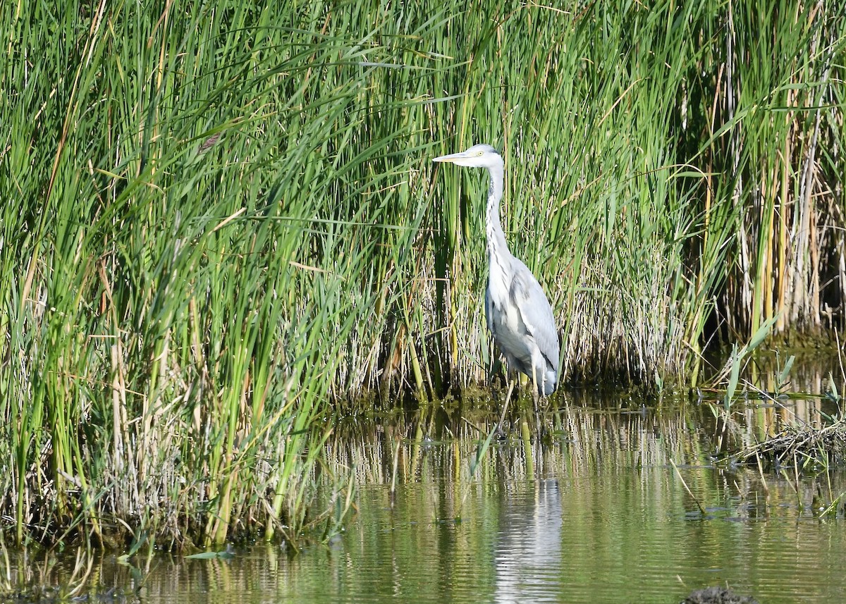Héron cendré - ML641949115