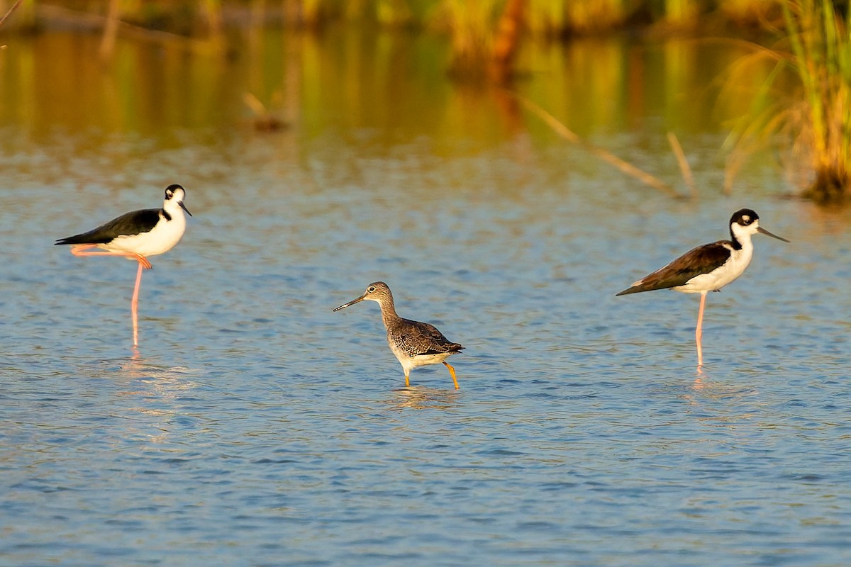 Greater Yellowlegs - ML641949128