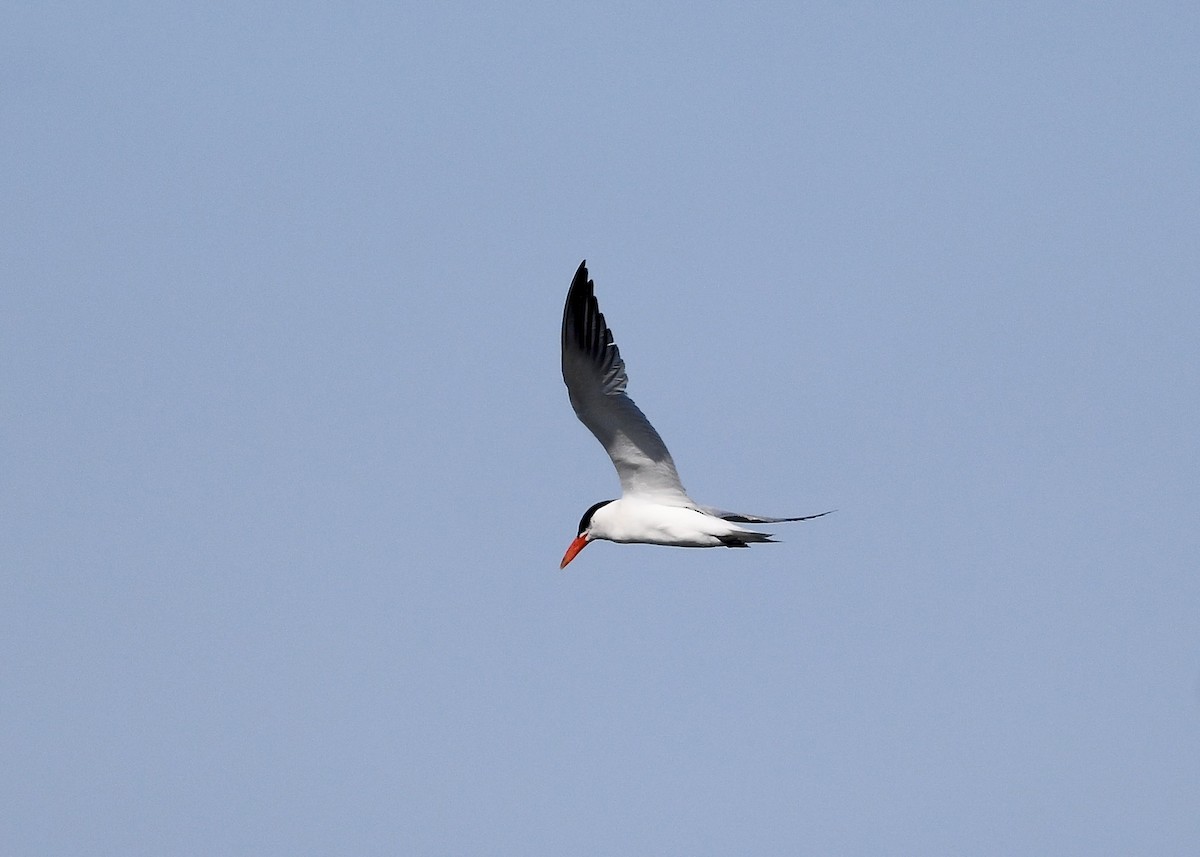 Sterne caspienne - ML641949129