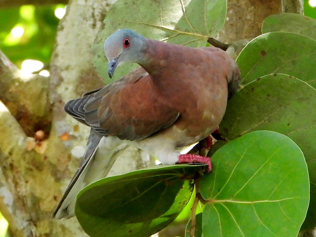 Pale-vented Pigeon - ML641949133