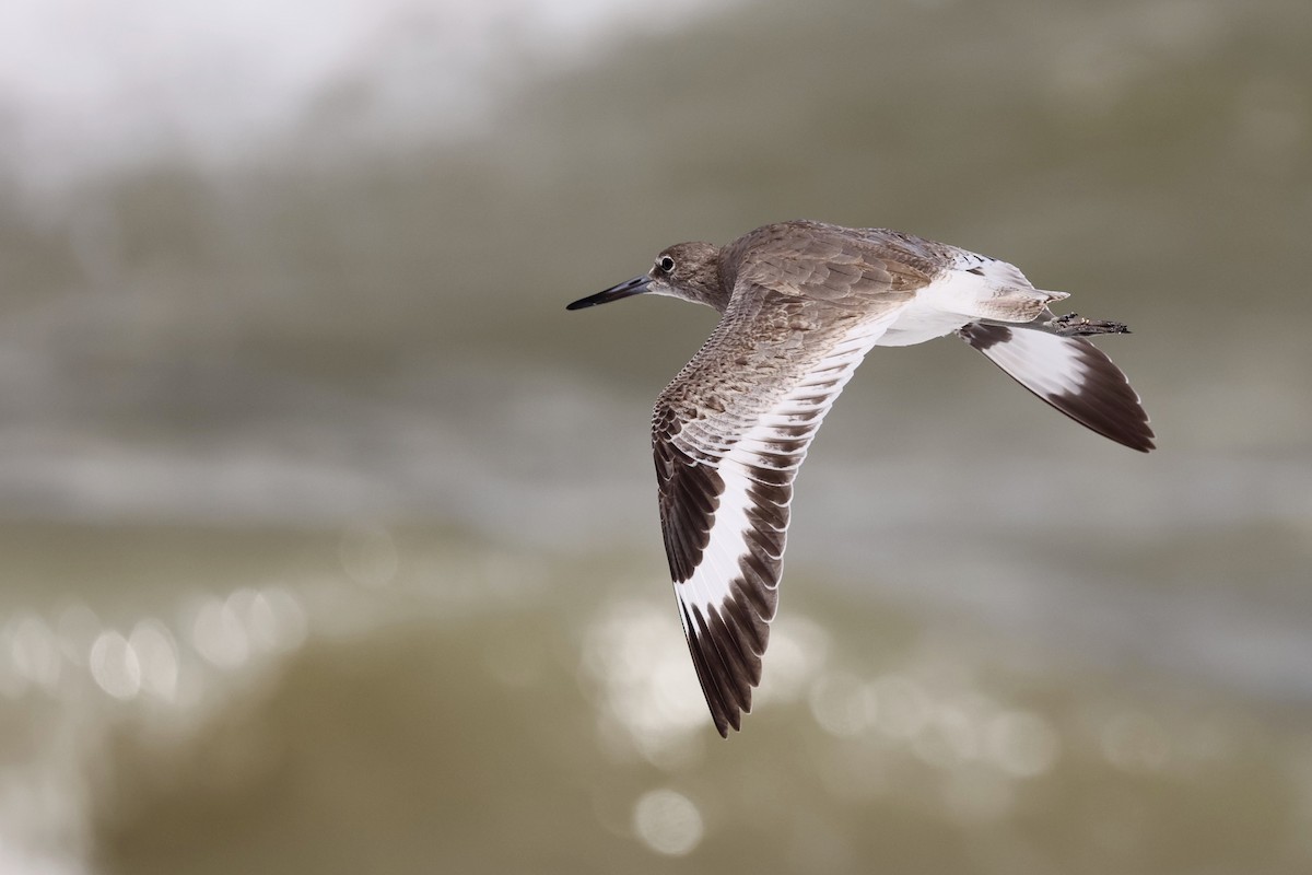 Willet - ML641949157