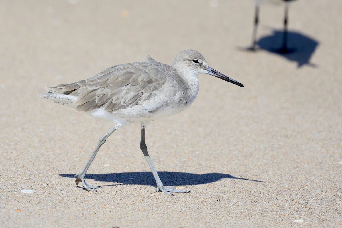 Willet - ML641949158