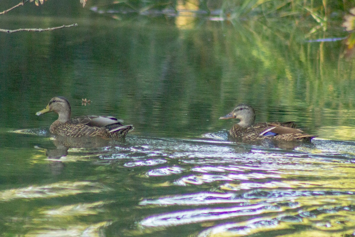 Mallard x American Black Duck (hybrid) - ML641949160