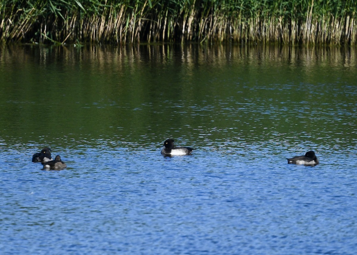 Fuligule morillon - ML641949169