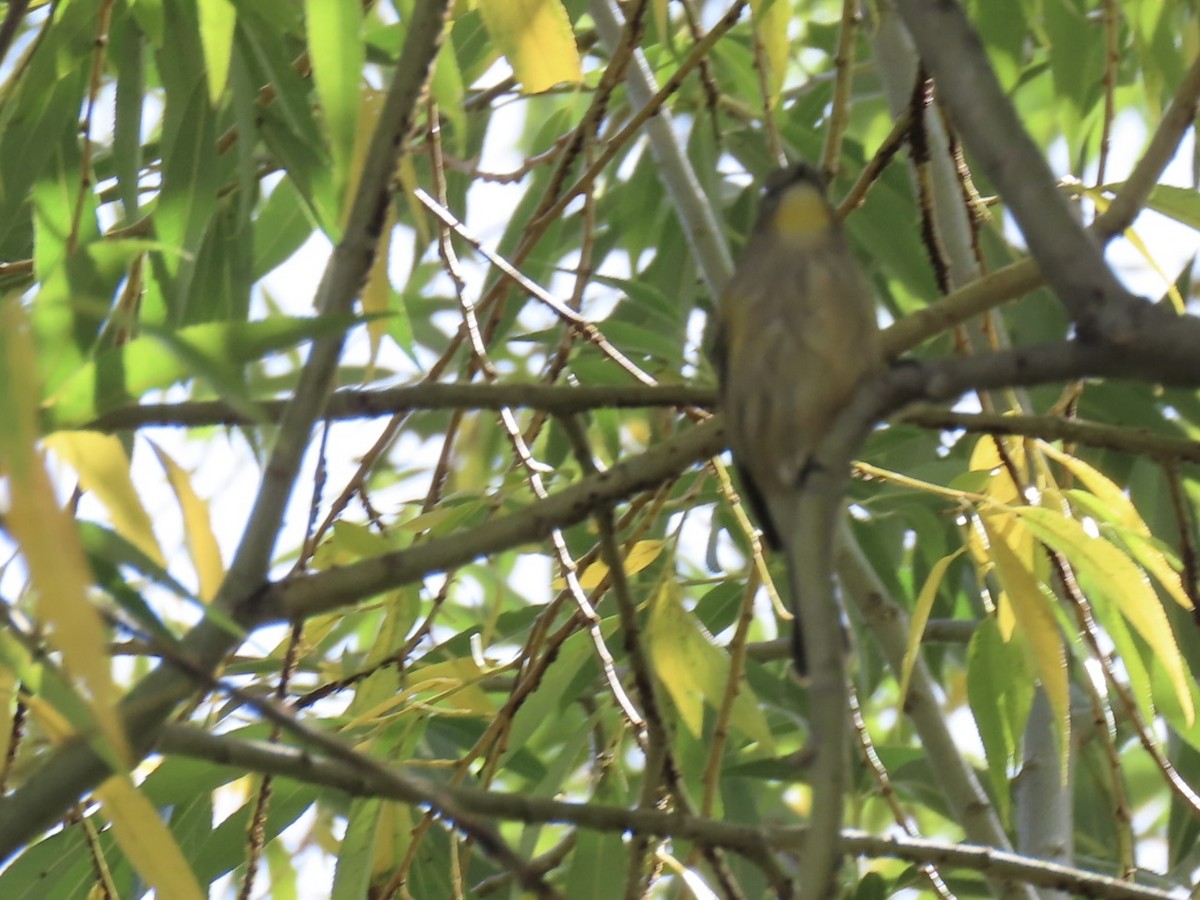 Yellow-rumped Warbler - ML641949179