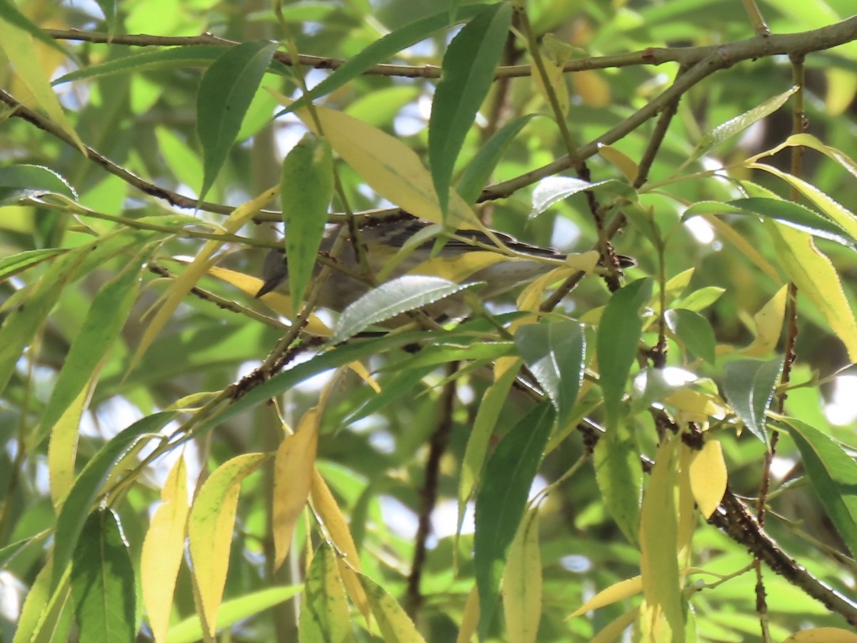Yellow-rumped Warbler - ML641949180