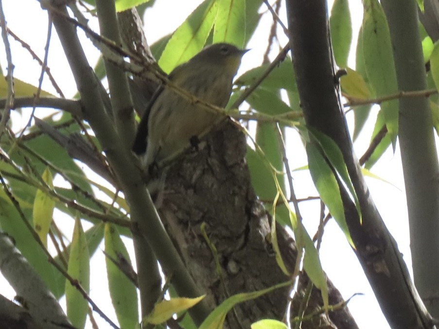 Yellow-rumped Warbler - ML641949182