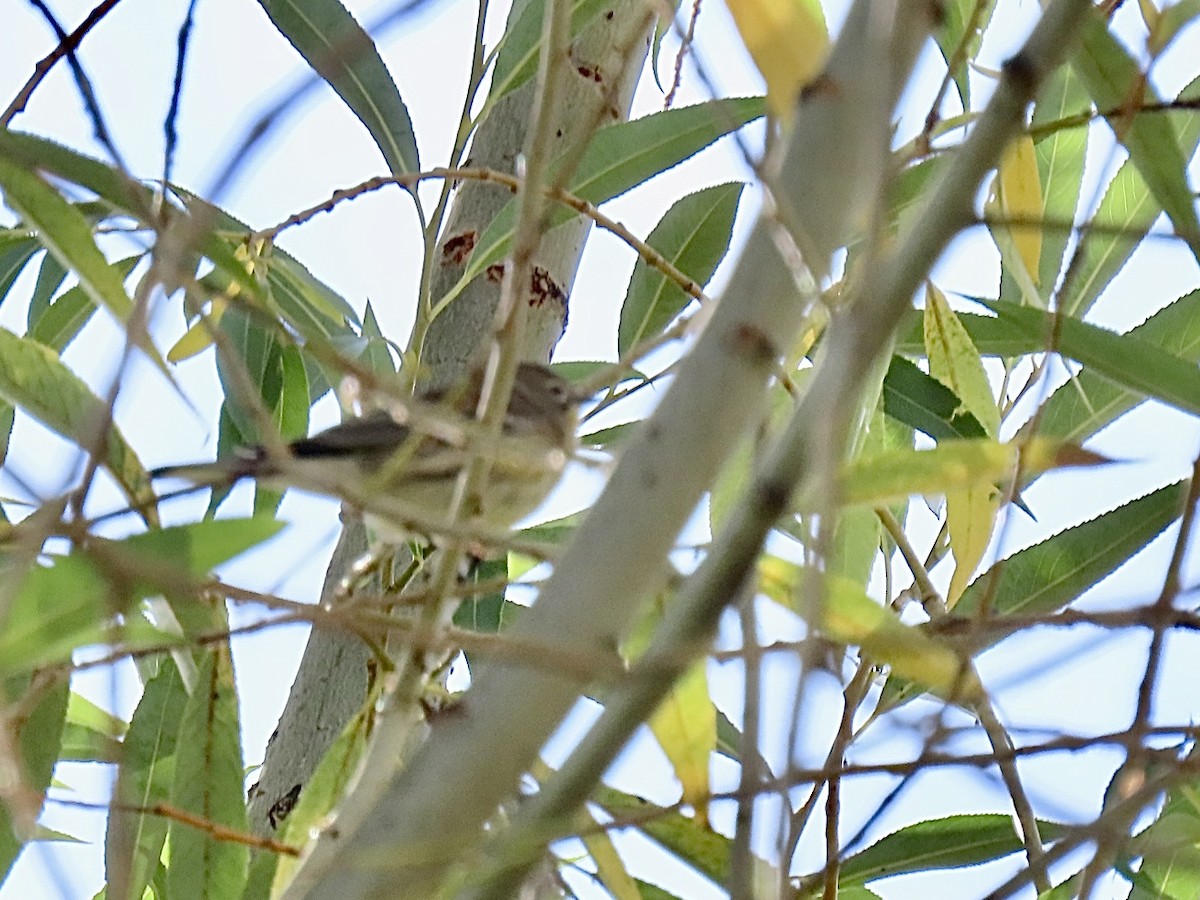 Yellow-rumped Warbler - ML641949183
