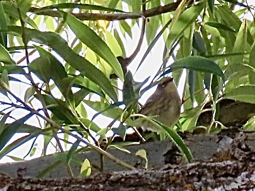 Yellow-rumped Warbler - ML641949184