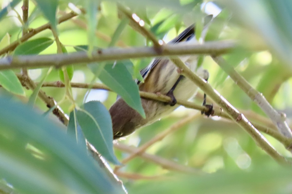Yellow-rumped Warbler - ML641949185