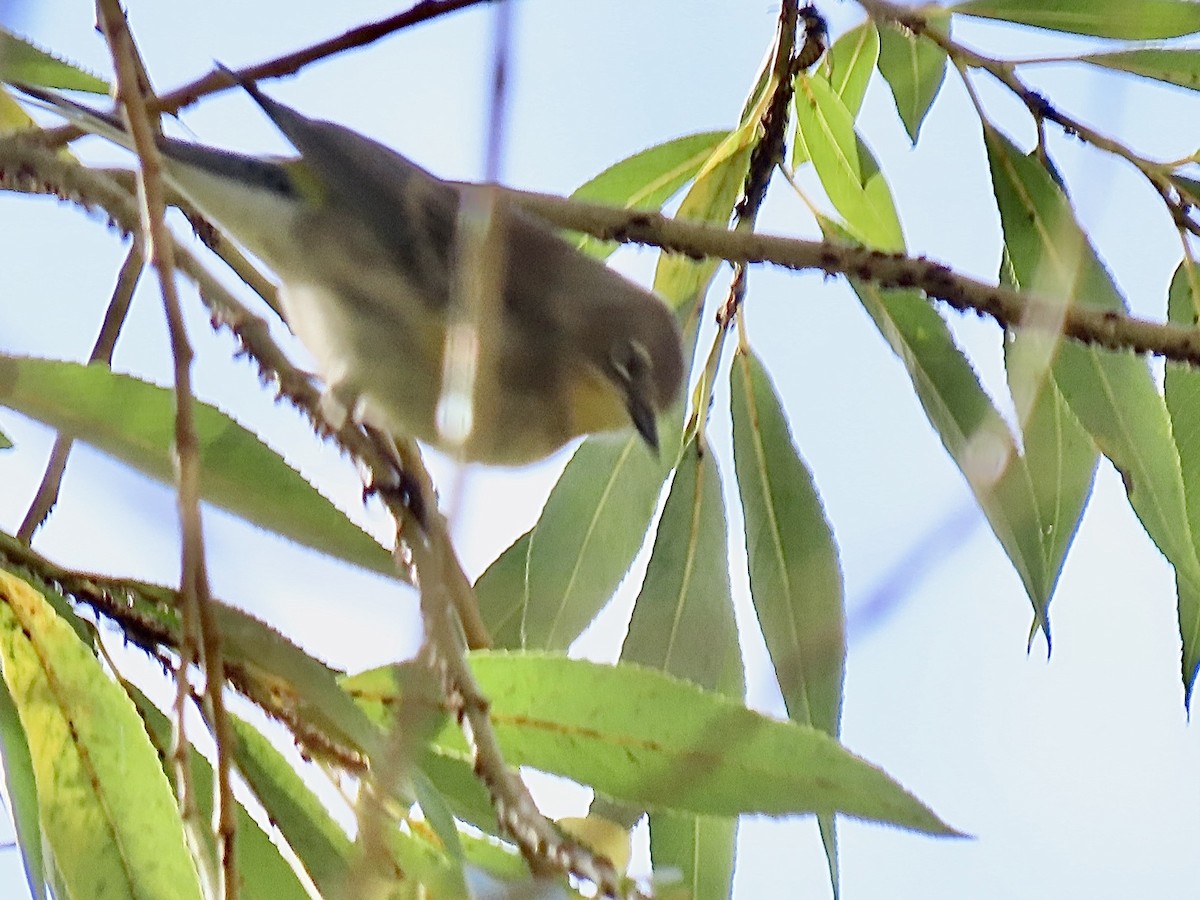 Yellow-rumped Warbler - ML641949186