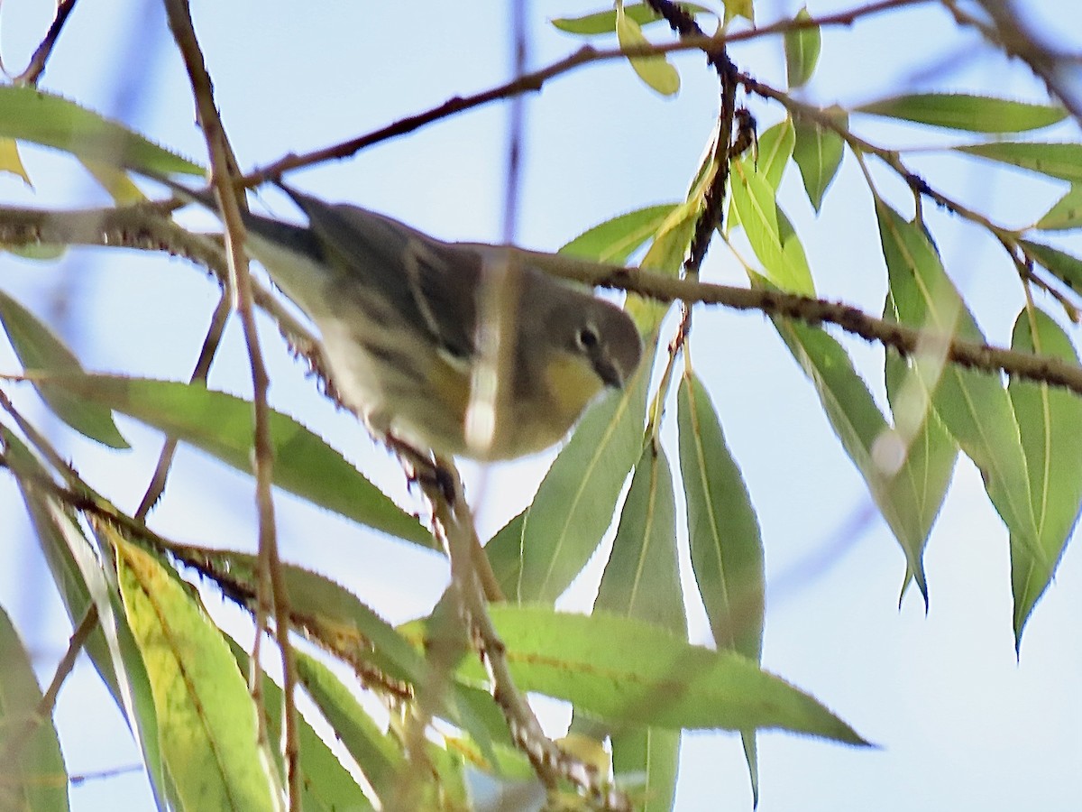 Yellow-rumped Warbler - ML641949187