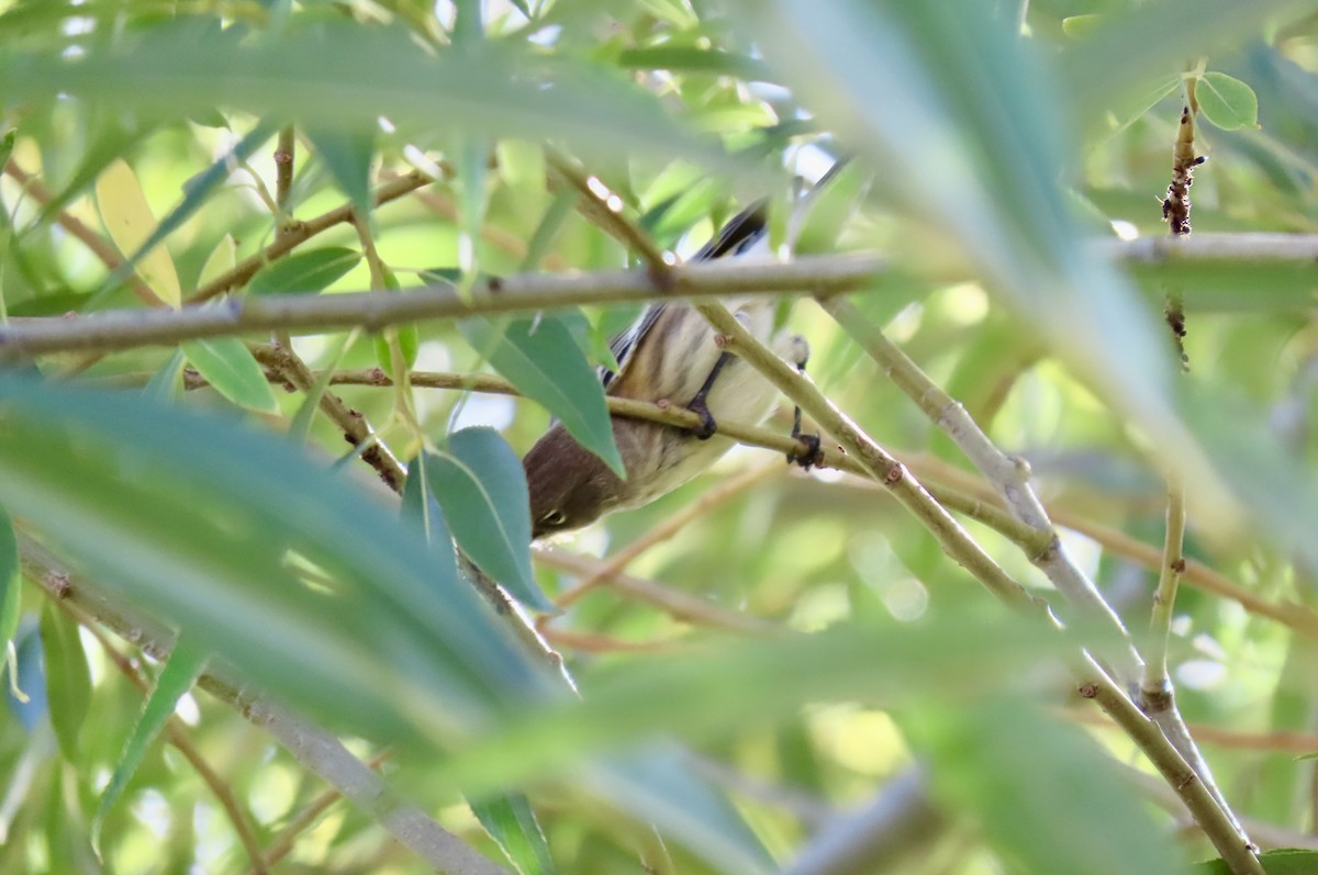 Yellow-rumped Warbler - ML641949188